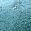 항해2 (군산 어청도~ 영광군 안마도 ) 이미지
