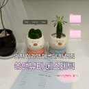 인천 아라역 데콜테 찐 맛집 쏭앤뷰티 베이직케어 솔직후기
