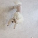 눈이부시개PET | 여신컷의 매력에 푹! 주안애견미용 다녀온 눈이부시개 후기