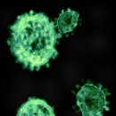 중동호흡기증후군 (Middle East Respiratory Syndrome, MERS) 이미지