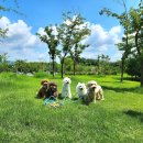 바른반려견센터 이미지