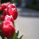 원예테라피 이미지