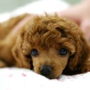 곱슬곱슬 이미지