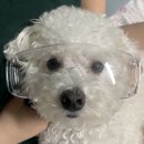 산책길(반려동물 미용실) 이미지