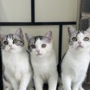 아메숏 캐터리 이미지