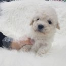 박촌강아지 이미지