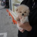 소문난 강아지 이미지