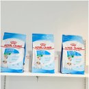 비비퍼피 강아지분양 일산점 이미지