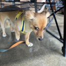 러스틱문 이미지