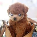 The 쇼독 이미지