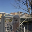 몽냥몽냥 강아지분양 일산점 | 질문이 술술 풀린 몽냥몽냥 강아지분양 일산점