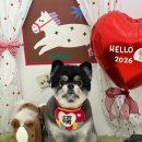 알로하펫 이미지