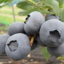 산막골농장 이미지