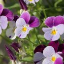 피오르디 젤라또 이미지