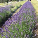 아서농장 이미지