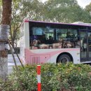 자오한의원 | 20.01.19. 여자혼자 떠난 주가각(주자자오) 여행기