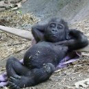 고릴라PC 이미지