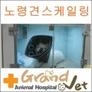 그랜드벳동물병원 네이버블로그