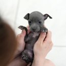 광주강아지분양 고양이분양 미유펫 본점 이미지