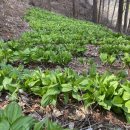 명이농장 이미지