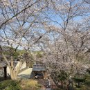 진양호공원전망대 | [경남 진주 가볼만한곳] 진양호 공원 벚꽃 &amp; 동물원 &amp; 전망대 l 여행 데이트 드라이브 나들이