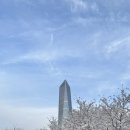 포스코인터내셔널 송도 | 인천 송도 벚꽃 명소 추천, 센트럴파크 벚꽃 만개 실시간, G지타워 전망대