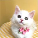 부산고양이분양 퍼스트캣 부산점 이미지