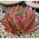 화이트부러쉬 이미지