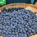 용담농원 - 김해시 진영로454번길 19-66 | 용담농원
