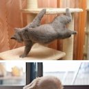 브레이크 댄스 고양이들 이미지