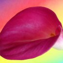 LILY(릴리)
