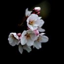 섬오름
