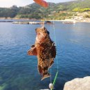 오토오아시스 통영점 | 낚시를 즐길 수 있는 욕지도 청보리오토캠핑장