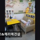 망고&체리 애견샵 이미지