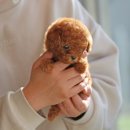 퍼피 비비드 이미지