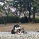 테일러퍼피 이미지