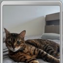 컴투펫 위탁보호센터 이미지