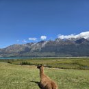 장전농장 | 뉴질랜드 남섬 신혼여행 2일차 퀸스타운 근교 글래노키 동물농장(Glenorchy Animal Experience)
