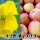 상주엔 곶감만 있는게 아냐-아삭하고 신선한 사과와 오이도 쵝오~(천년의맛사과/상주샘물오이)