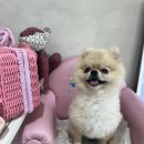 뚜드림 이미지