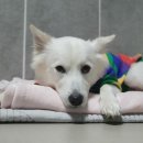 더 퍼피즈 블루오션 쿡 이미지
