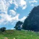 정선목장 이미지