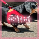 백야드 | 닥스훈트 강아지 하네스 찰리스백야드 내돈내산 후기