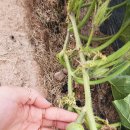 내덕농장 이미지