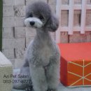 아지펫살롱 이미지
