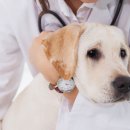 서울하이동물의료센터 이미지