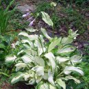 미륵전자 이미지