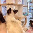 오묘 고양이카페호텔미용 이미지