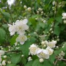 류인석 선생 묘역 이미지