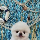 세종애견미용 이미지